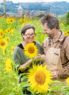 FEATURE - Wie gemalt: Ein Sonnenblumenfeld im schottischen Linlithgow