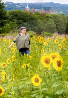FEATURE - Wie gemalt: Ein Sonnenblumenfeld im schottischen Linlithgow