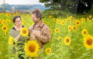 FEATURE - Wie gemalt: Ein Sonnenblumenfeld im schottischen Linlithgow