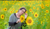 FEATURE - Wie gemalt: Ein Sonnenblumenfeld im schottischen Linlithgow