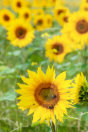 FEATURE - Wie gemalt: Ein Sonnenblumenfeld im schottischen Linlithgow