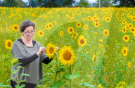 FEATURE - Wie gemalt: Ein Sonnenblumenfeld im schottischen Linlithgow