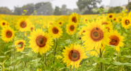 FEATURE - Wie gemalt: Ein Sonnenblumenfeld im schottischen Linlithgow