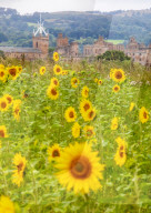 FEATURE - Wie gemalt: Ein Sonnenblumenfeld im schottischen Linlithgow