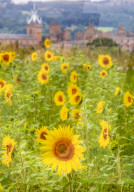 FEATURE - Wie gemalt: Ein Sonnenblumenfeld im schottischen Linlithgow