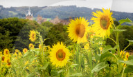 FEATURE - Wie gemalt: Ein Sonnenblumenfeld im schottischen Linlithgow