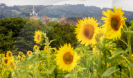 FEATURE - Wie gemalt: Ein Sonnenblumenfeld im schottischen Linlithgow