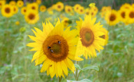 FEATURE - Wie gemalt: Ein Sonnenblumenfeld im schottischen Linlithgow