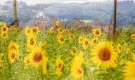 FEATURE - Wie gemalt: Ein Sonnenblumenfeld im schottischen Linlithgow
