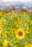 FEATURE - Wie gemalt: Ein Sonnenblumenfeld im schottischen Linlithgow