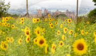 FEATURE - Wie gemalt: Ein Sonnenblumenfeld im schottischen Linlithgow