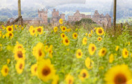 FEATURE - Wie gemalt: Ein Sonnenblumenfeld im schottischen Linlithgow