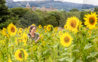 FEATURE - Wie gemalt: Ein Sonnenblumenfeld im schottischen Linlithgow