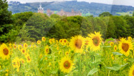 FEATURE - Wie gemalt: Ein Sonnenblumenfeld im schottischen Linlithgow