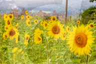 FEATURE - Wie gemalt: Ein Sonnenblumenfeld im schottischen Linlithgow