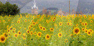 FEATURE - Wie gemalt: Ein Sonnenblumenfeld im schottischen Linlithgow