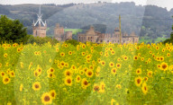 FEATURE - Wie gemalt: Ein Sonnenblumenfeld im schottischen Linlithgow