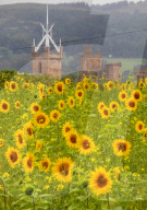 FEATURE - Wie gemalt: Ein Sonnenblumenfeld im schottischen Linlithgow