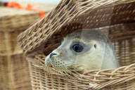 FEATURE - Vier kleine Seehunde werden an einem Strand der Nordseeinsel Juist ausgewildert