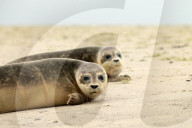 FEATURE - Vier kleine Seehunde werden an einem Strand der Nordseeinsel Juist ausgewildert