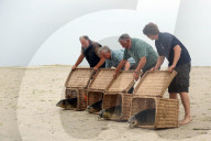 FEATURE - Vier kleine Seehunde werden an einem Strand der Nordseeinsel Juist ausgewildert