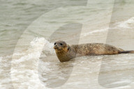 FEATURE - Vier kleine Seehunde werden an einem Strand der Nordseeinsel Juist ausgewildert