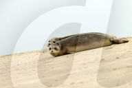FEATURE - Vier kleine Seehunde werden an einem Strand der Nordseeinsel Juist ausgewildert