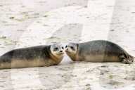 FEATURE - Vier kleine Seehunde werden an einem Strand der Nordseeinsel Juist ausgewildert