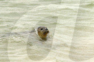 FEATURE - Vier kleine Seehunde werden an einem Strand der Nordseeinsel Juist ausgewildert
