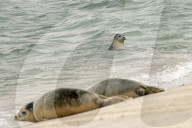 FEATURE - Vier kleine Seehunde werden an einem Strand der Nordseeinsel Juist ausgewildert
