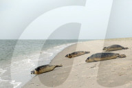 FEATURE - Vier kleine Seehunde werden an einem Strand der Nordseeinsel Juist ausgewildert