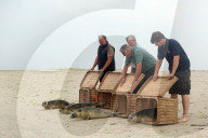 FEATURE - Vier kleine Seehunde werden an einem Strand der Nordseeinsel Juist ausgewildert