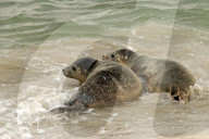 FEATURE - Vier kleine Seehunde werden an einem Strand der Nordseeinsel Juist ausgewildert