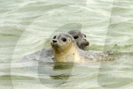 FEATURE - Vier kleine Seehunde werden an einem Strand der Nordseeinsel Juist ausgewildert