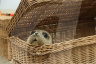 FEATURE - Vier kleine Seehunde werden an einem Strand der Nordseeinsel Juist ausgewildert