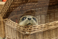FEATURE - Vier kleine Seehunde werden an einem Strand der Nordseeinsel Juist ausgewildert