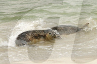 FEATURE - Vier kleine Seehunde werden an einem Strand der Nordseeinsel Juist ausgewildert
