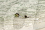 FEATURE - Vier kleine Seehunde werden an einem Strand der Nordseeinsel Juist ausgewildert
