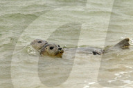 FEATURE - Vier kleine Seehunde werden an einem Strand der Nordseeinsel Juist ausgewildert