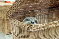 FEATURE - Vier kleine Seehunde werden an einem Strand der Nordseeinsel Juist ausgewildert