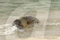 FEATURE - Vier kleine Seehunde werden an einem Strand der Nordseeinsel Juist ausgewildert