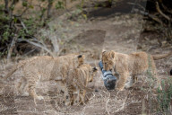 FEATURE - Löwin klaut Kamera in Botswana