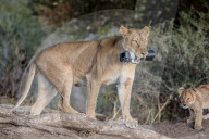 FEATURE - Löwin klaut Kamera in Botswana