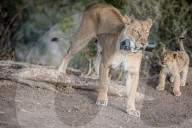 FEATURE - Löwin klaut Kamera in Botswana