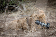FEATURE - Löwin klaut Kamera in Botswana