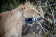 FEATURE - Löwin klaut Kamera in Botswana