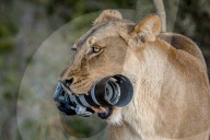 FEATURE - Löwin klaut Kamera in Botswana