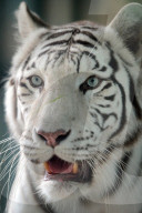 FEATURE - Weisser Tiger im Zoo von Liberec
