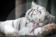 FEATURE - Weisser Tiger im Zoo von Liberec