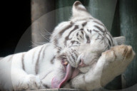 FEATURE - Weisser Tiger im Zoo von Liberec